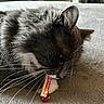 Elvis is registered to the contest to win money with this photo: cat, gray_cat, whiskers, close_up, indoor, candy, wrapper, soft_texture, fur, pet, animal, relaxed, lying_down, cozy, closeup, cute, playful, domestic_cat, feline, home