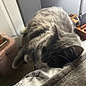 Elvis is registered to the contest to win money with this photo: cat, gray_cat, pet, animal, indoor, bed, blanket, resting, feline, sleepy, cozy, lamp, nightstand, phone_charger, floral_pattern, relaxing, whiskers, ears, fur, soft_light