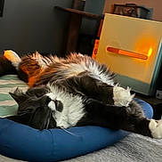 Elvis joined the competition — help win amazing prizes! cat, fluffy, black_and_white, sleeping, cushion, indoor, cozy, carpet, cat_tree, relaxed, pet, feline, home, resting, long_hair, animal, cute, domestic, soft, comfortable