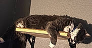 Elvis is registered to the contest to win money with this photo: cat, collar, domestic_animal, feline, fluffy, gray_cat, indoor, lounging, paw, pet, relaxed, resting, shadow, shelf, sleeping, sunlight, tail, wall, white_paws, wooden_shelf