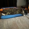 Elvis joined the competition — help win amazing prizes! cat, pet_bed, sleeping, gray_cat, white_paws, furry, indoor, blanket, soft_texture, cozy, resting, furniture, curtain, cat_tree, quiet, relaxed, animal, mammal, domestic_animal, bedroom