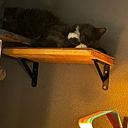 Elvis joined the competition — help win amazing prizes! cat, sleeping, wooden_shelf, wall, indoor, dim_light, shadow, cozy, pet, feline, resting, quiet, calm, home, furniture, shelf_bracket, relaxing, animal, domestic, warm_light