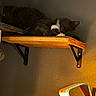 cat, sleeping, wooden_shelf, wall, indoor, dim_light, shadow, cozy, pet, feline, resting, quiet, calm, home, furniture, shelf_bracket, relaxing, animal, domestic, warm_light