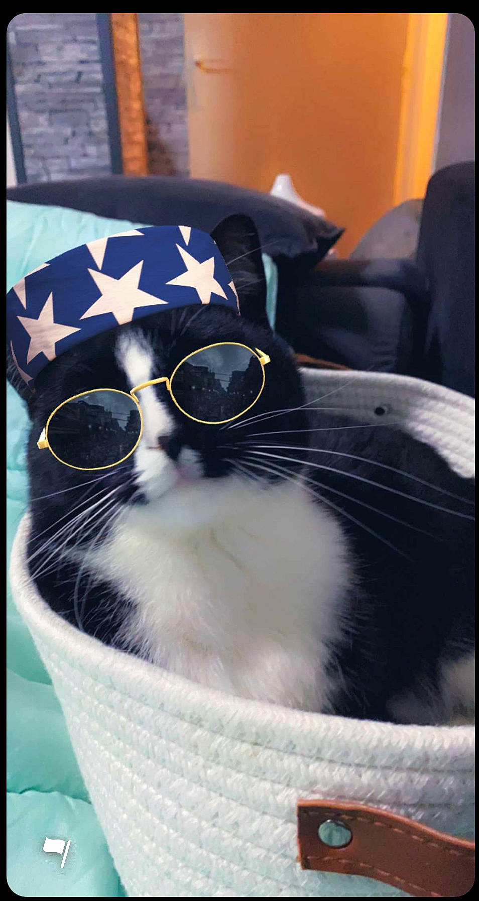 Moogly participe au concours pour gagner de l'argent avec cette photo : carnivore, cat, comfort, domestic_short_haired_cat, electric_blue, eyewear, felidae, fur, personal_protective_equipment, pet_supply, rectangle, small_to_medium_sized_cats, square, whiskers, window