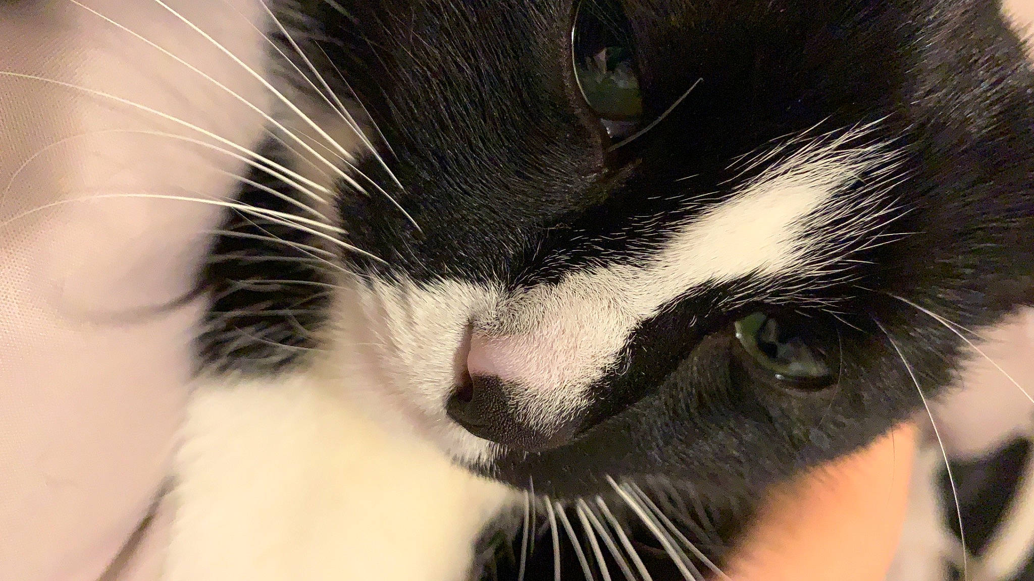 Moogly a rejoint le concours — aidez-le/la à gagner de superbes lots ! black_cat, carnivore, cat, close_up, domestic_short_haired_cat, felidae, fur, human_body, monochrome_photography, paw, plant, small_to_medium_sized_cats, snout, tail, terrestrial_animal, whiskers