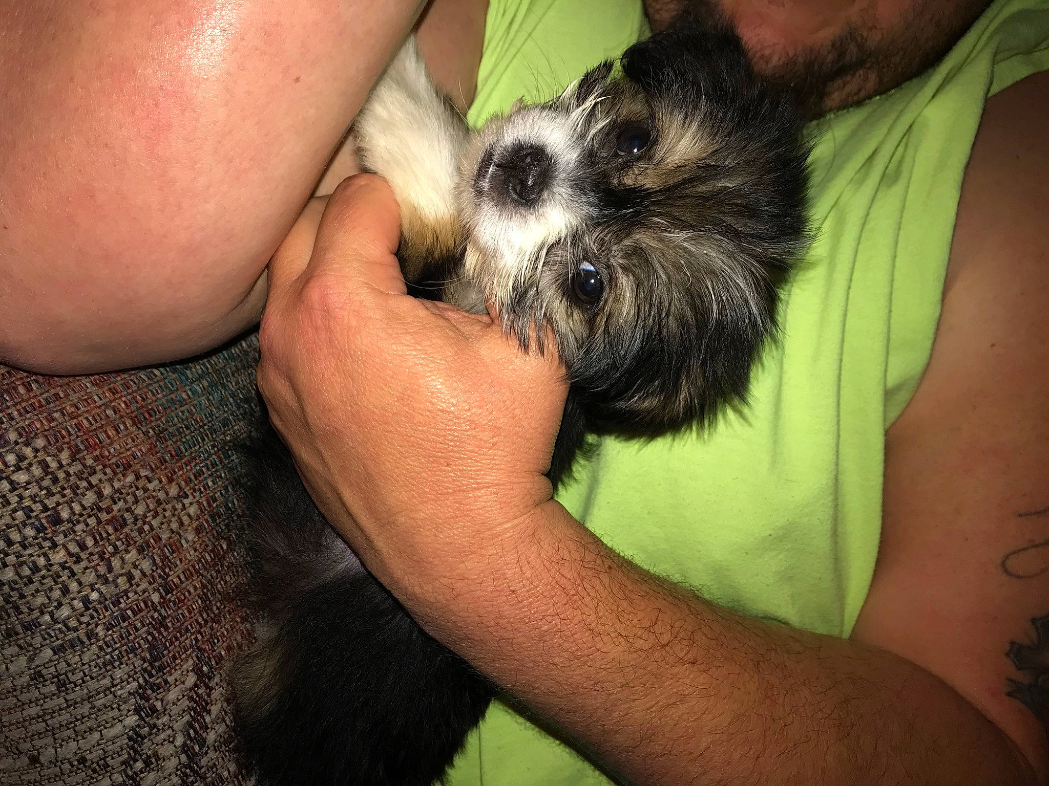 Oreo joined the competition — help win amazing prizes! canidae, carnivore, companion_dog, dog, dog_breed, ear, miniature_schnauzer, non_sporting_group, puppy, puppy_love, schnauzer, shih_tzu, snout, sporting_group