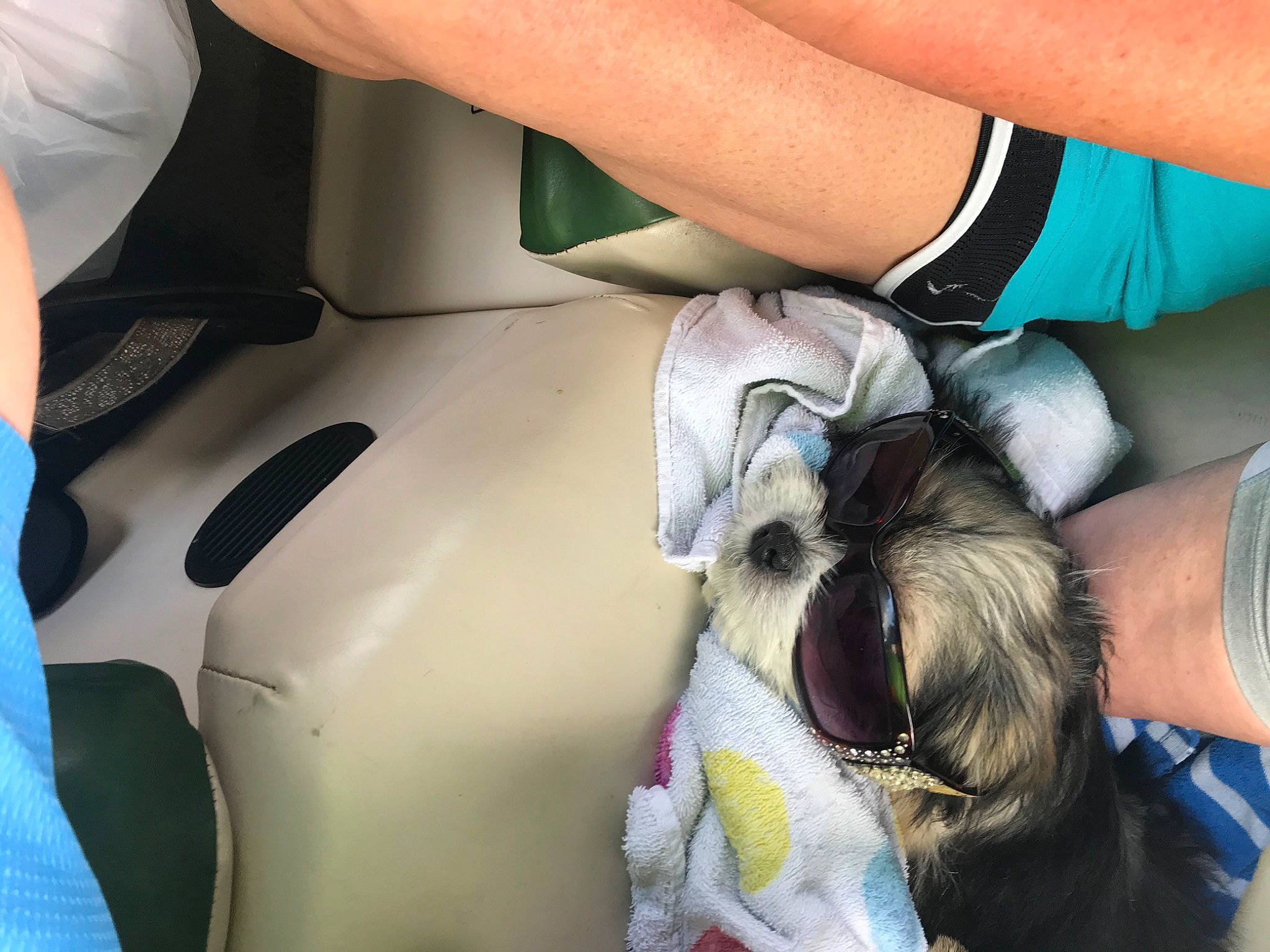 Oreo is registered to the contest to win money with this photo: arm, birth, canidae, carnivore, companion_dog, dog_breed, ear, joint, knee, leg, neck, non_sporting_group, puppy, shih_tzu, toy_dog, veterinarian
