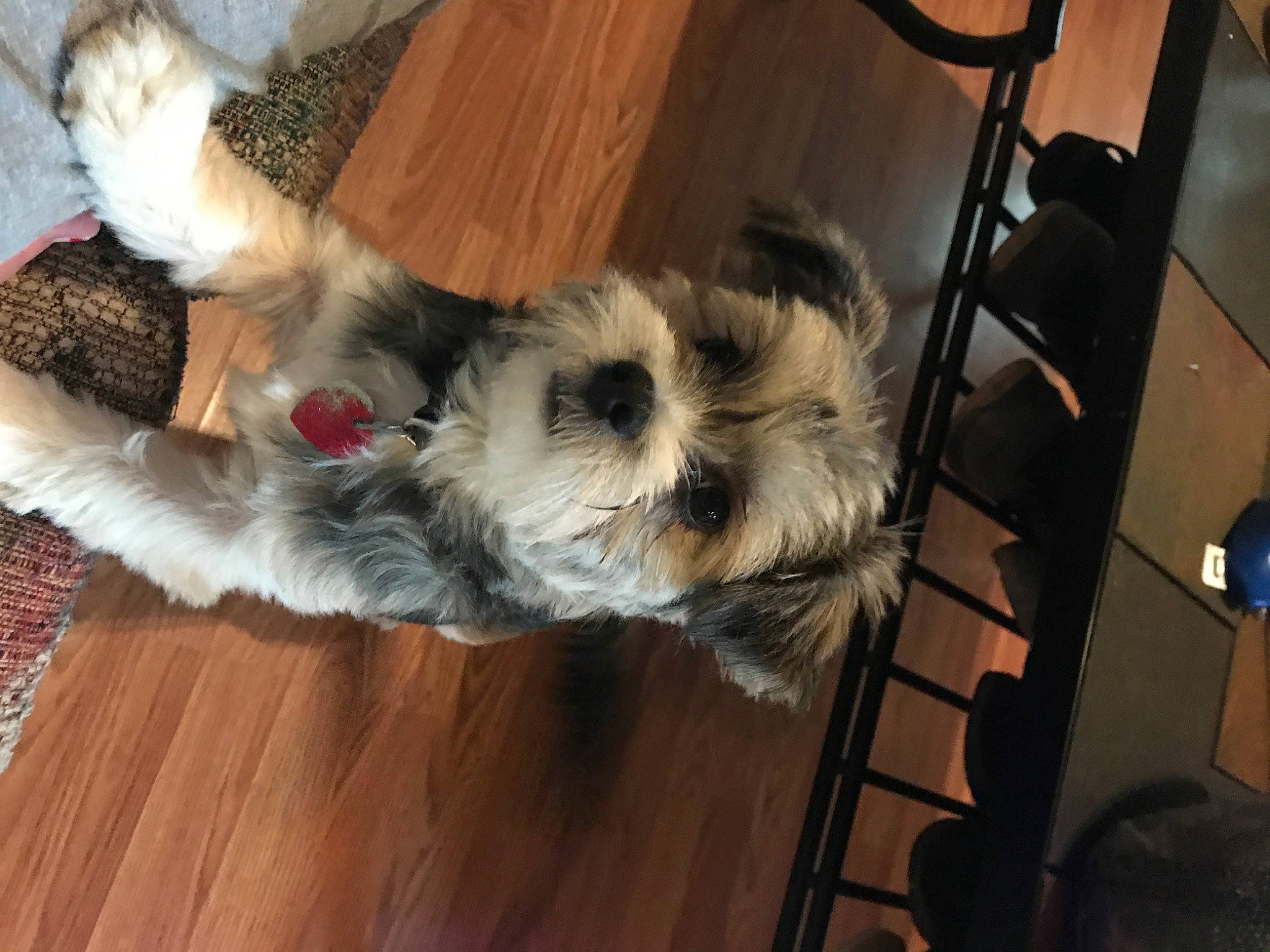 Oreo joined the competition — help win amazing prizes! canidae, carnivore, companion_dog, dog, dog_breed, lowchen, mammal, miniature_schnauzer, morkie, non_sporting_group, puppy, schnauzer, schnoodle, shih_tzu, sporting_group, sporting_lucas_terrier, terrier, tibetan_terrier, toy_dog, vertebrate