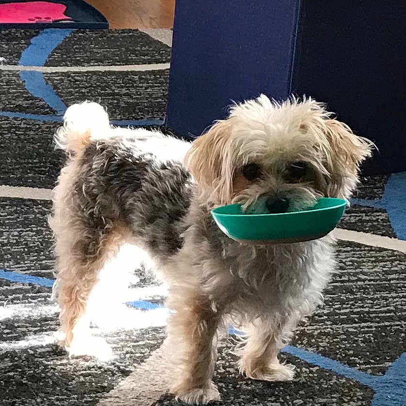 Molly joined the competition — help win amazing prizes! animal, black, bowl, brown, carpet, curious, curly_fur, dog, floor, furniture, home, indoor, light, looking_up, pet, playful, shadow, small_dog, standing, white