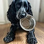 animal, black_fur, canine, closeup, companion, cute, dog, domestic, empty_bowl, flooring, friendly, hopeful, indoor, long_ears, looking_up, lying_down, metal_bowl, pet, waiting, wooden_floor