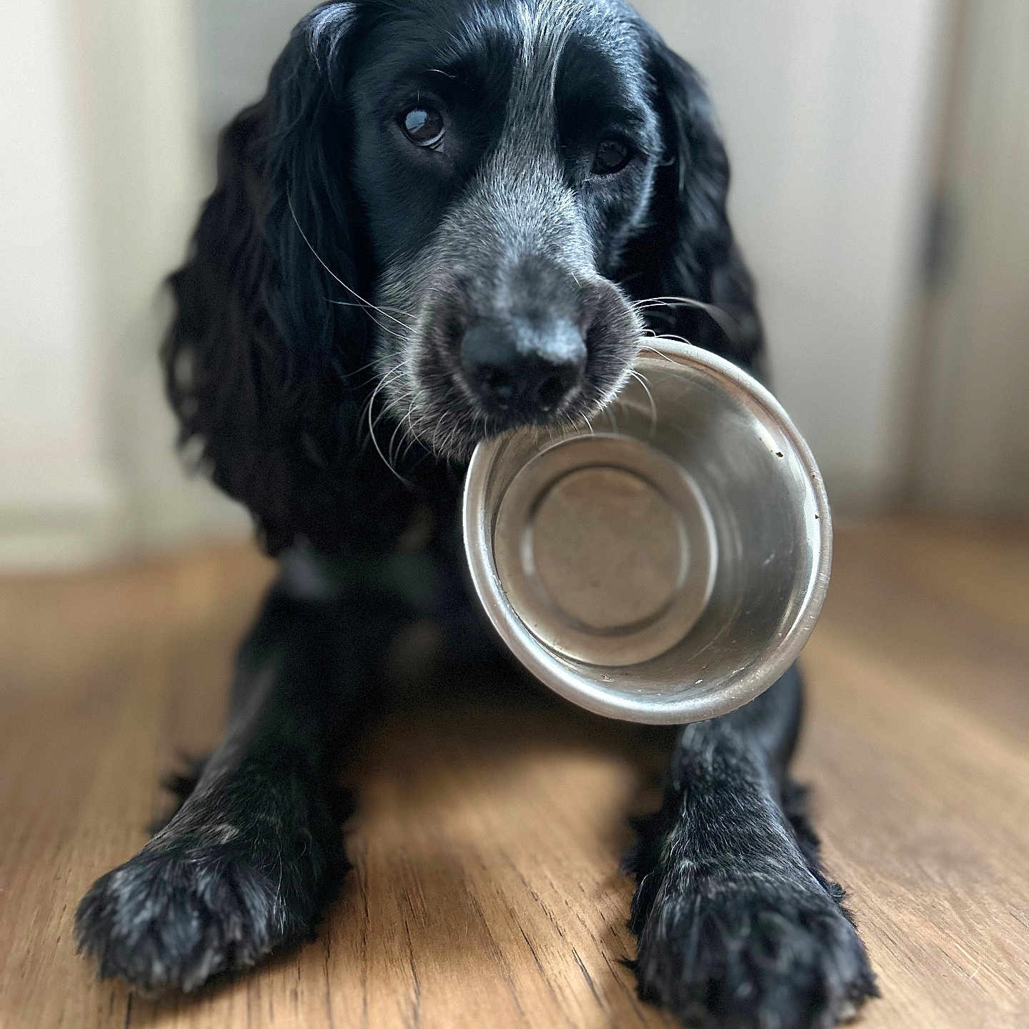 Purdey is registered to the contest to win money with this photo: animal, black_fur, canine, closeup, companion, cute, dog, domestic, empty_bowl, flooring, friendly, hopeful, indoor, long_ears, looking_up, lying_down, metal_bowl, pet, waiting, wooden_floor