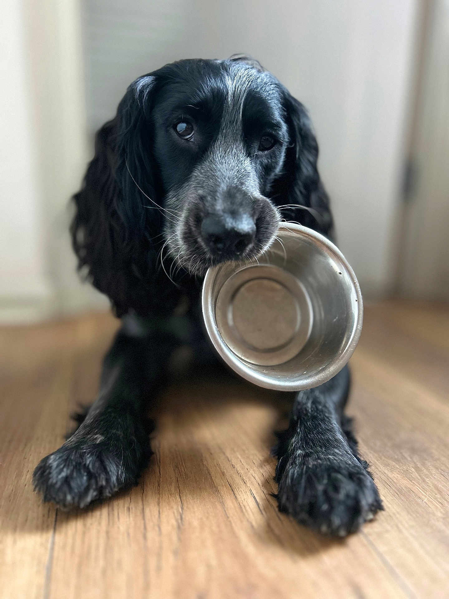 Purdey is registered to the contest to win money with this photo: animal, black_fur, canine, closeup, companion, cute, dog, domestic, empty_bowl, flooring, friendly, hopeful, indoor, long_ears, looking_up, lying_down, metal_bowl, pet, waiting, wooden_floor