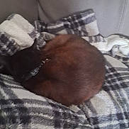 Burno joined the competition — help win amazing prizes! cat, sleeping, blanket, plaid, couch, furniture, cozy, indoor, pet, fur, resting, domestic_animal, collar, brown, soft_texture, relaxation, animal, quiet, nap, comfort