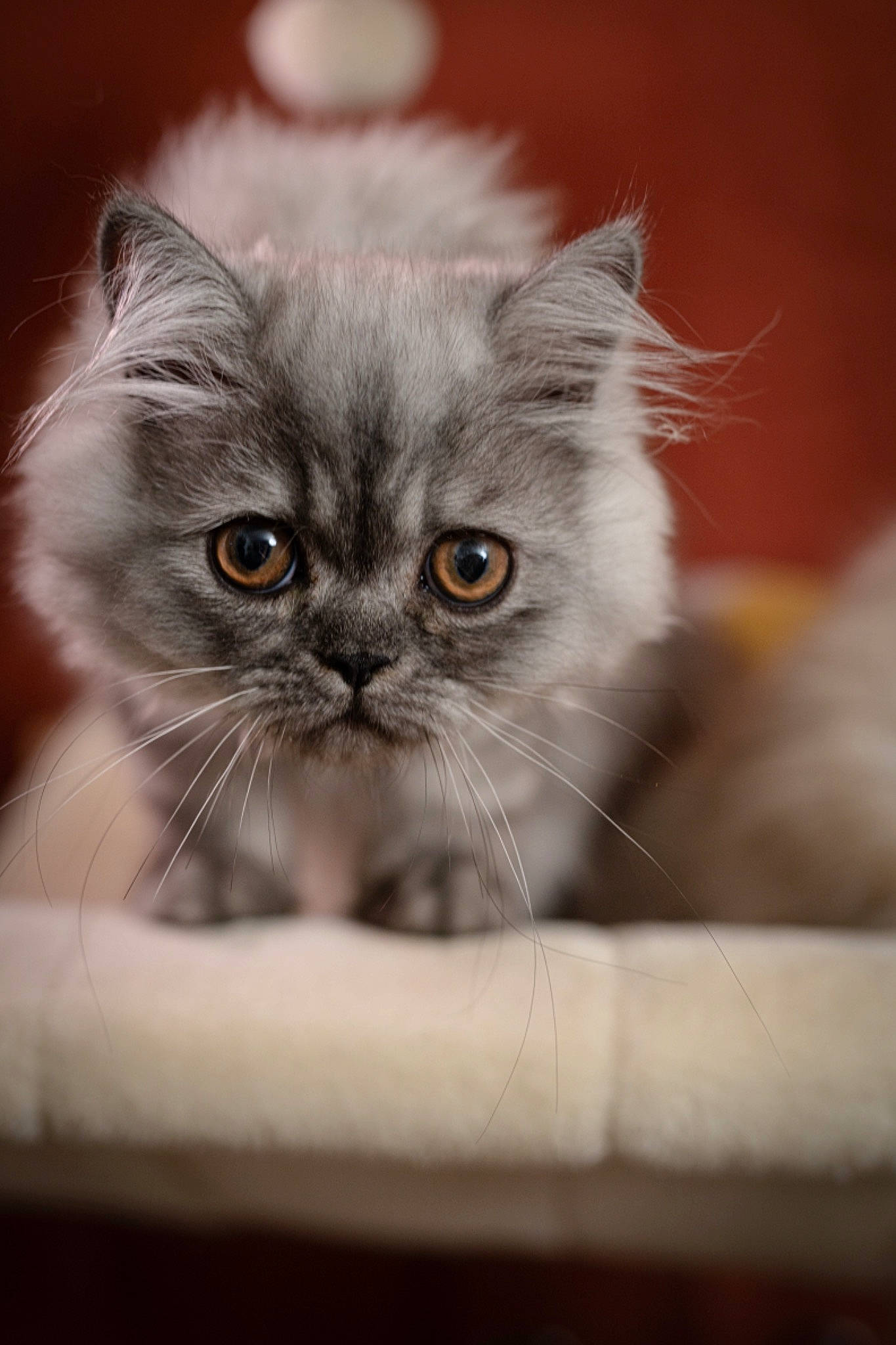 Timmy participe au concours pour gagner de l'argent avec cette photo : british_longhair, carnivore, cat, domestic_short_haired_cat, fawn, felidae, fruit, fur, plant, small_to_medium_sized_cats, snout, whiskers