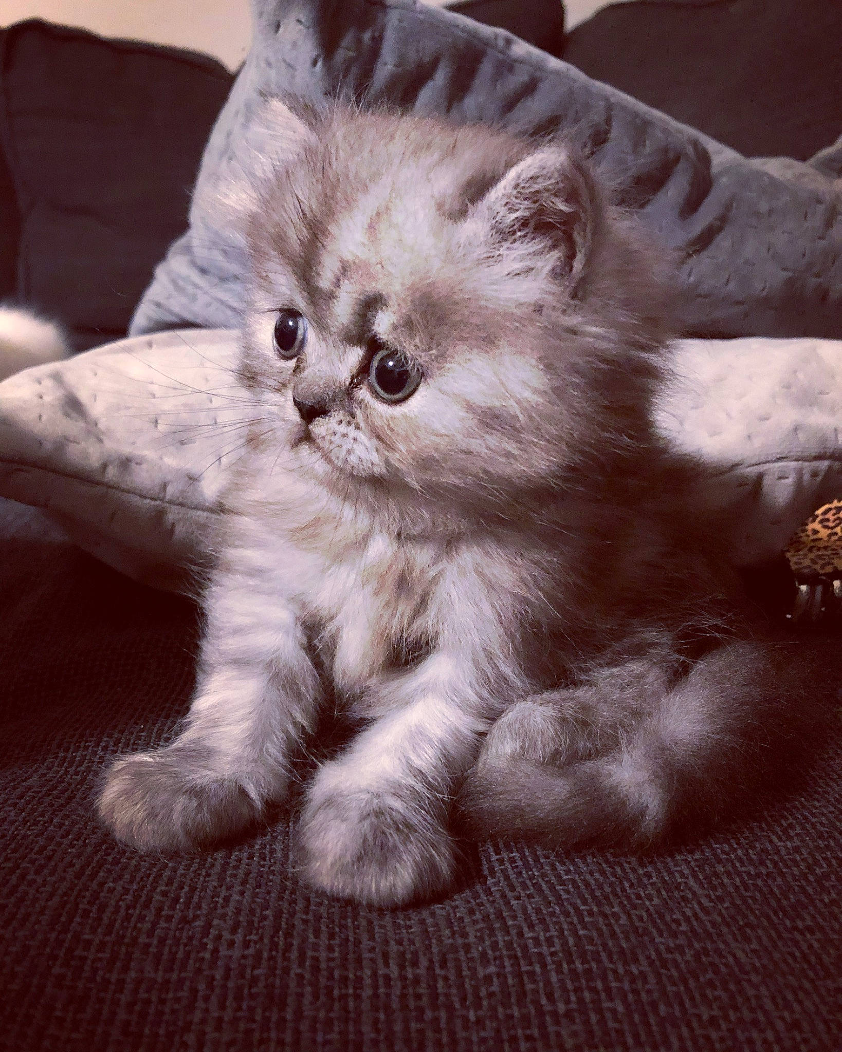 Timmy a rejoint le concours — aidez-le/la à gagner de superbes lots ! british_longhair, carnivore, cat, claw, comfort, domestic_short_haired_cat, ear, fawn, felidae, fur, gesture, paw, photo_caption, small_to_medium_sized_cats, snout, tail, whiskers