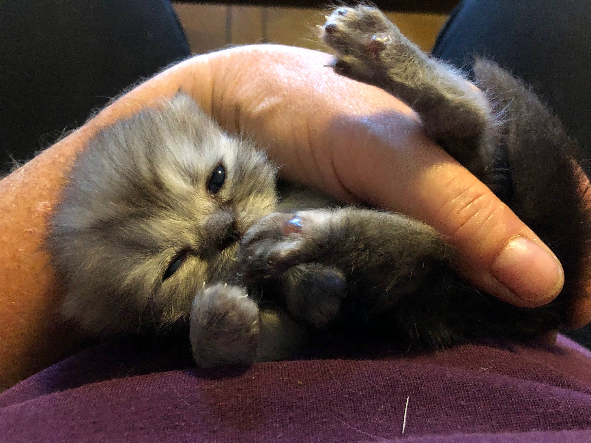 Timmy participe au concours pour gagner de l'argent avec cette photo : canidae, carnivore, cat, claw, comfort, companion_dog, dog_breed, domestic_short_haired_cat, fawn, felidae, fur, nail, nap, paw, sleep, small_to_medium_sized_cats, snout, sporting_group, terrestrial_animal, whiskers