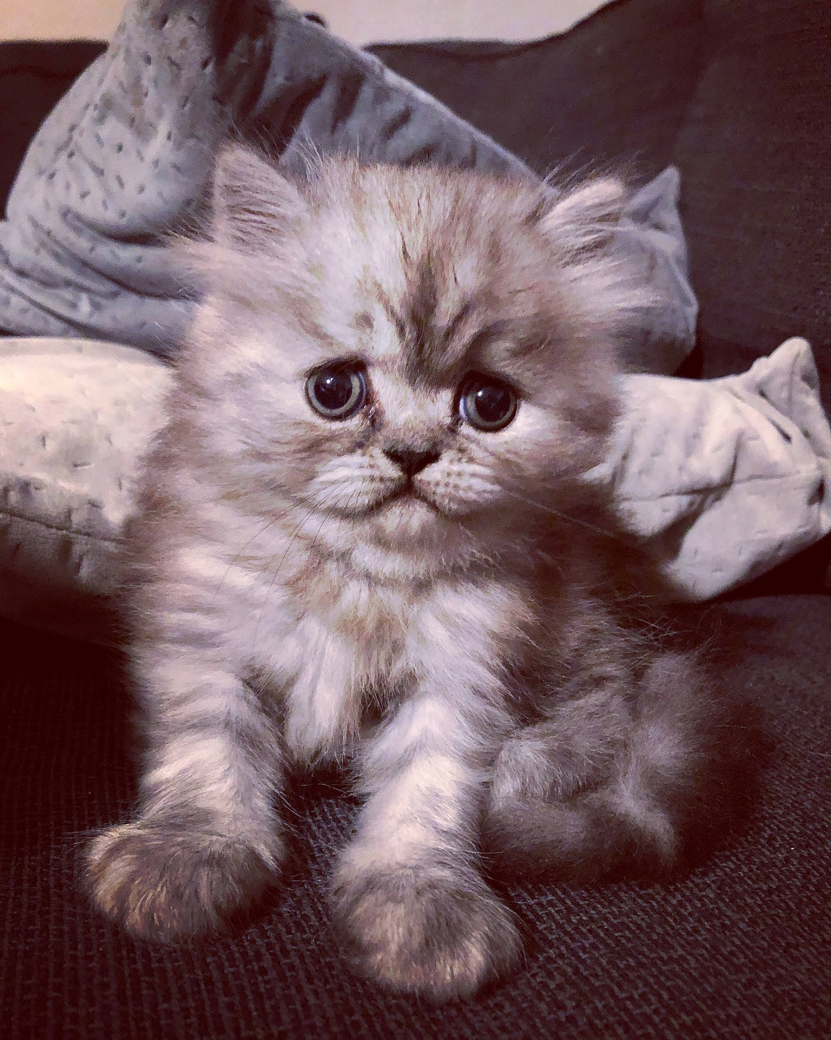 Timmy a rejoint le concours — aidez-le/la à gagner de superbes lots ! british_longhair, carnivore, cat, claw, comfort, domestic_short_haired_cat, eye, fawn, felidae, fur, paw, small_to_medium_sized_cats, snout, tail, terrestrial_animal, whiskers