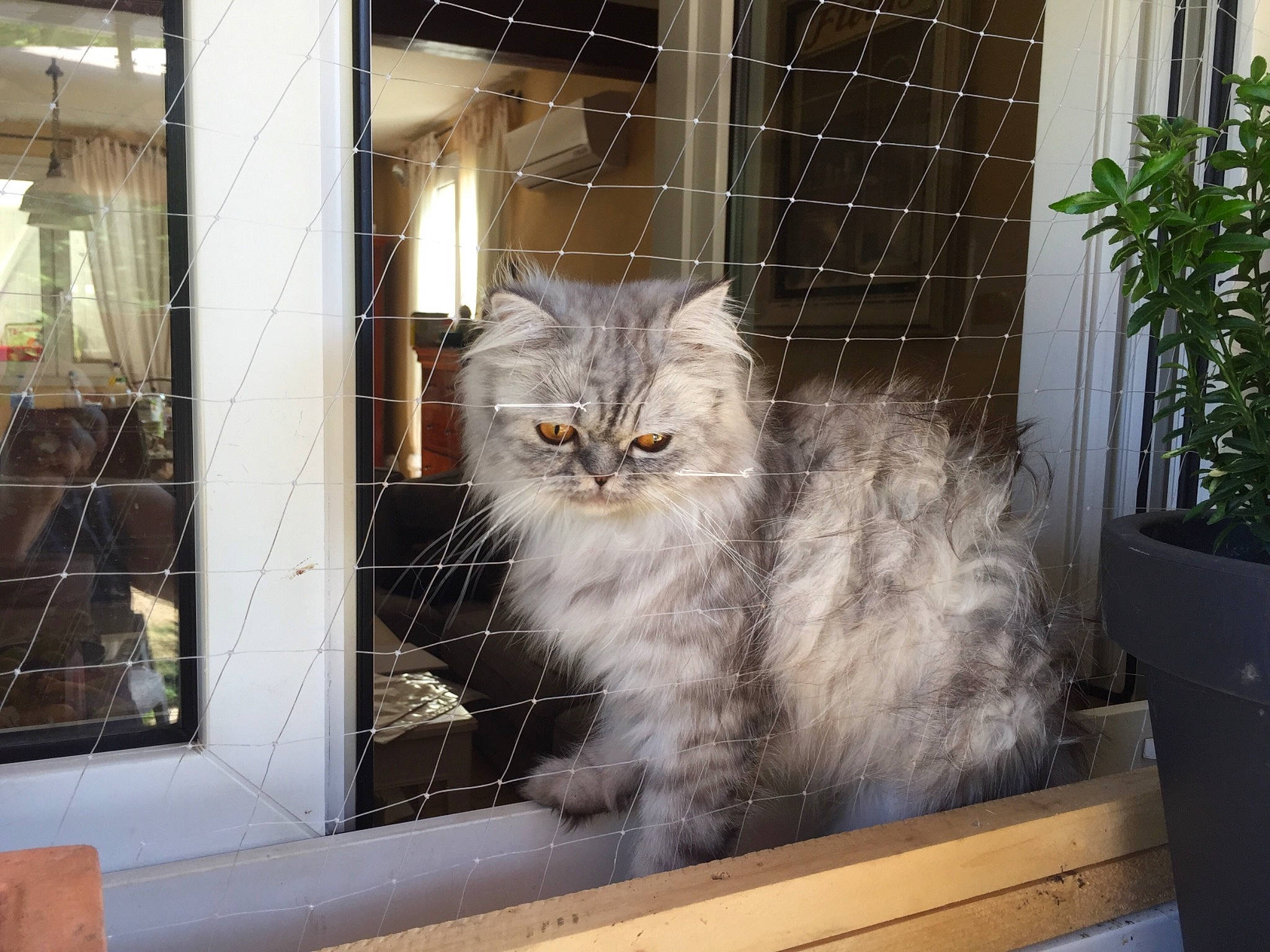Olly participe au concours pour gagner de l'argent avec cette photo : american_curl, asian, asian_semi_longhair, british_longhair, british_semi_longhair, carnivore, cat, domestic_long_haired_cat, domestic_short_haired_cat, european_shorthair, felidae, fur, mammal, norwegian_forest_cat, persian, ragamuffin, siberian, small_to_medium_sized_cats, whiskers, window