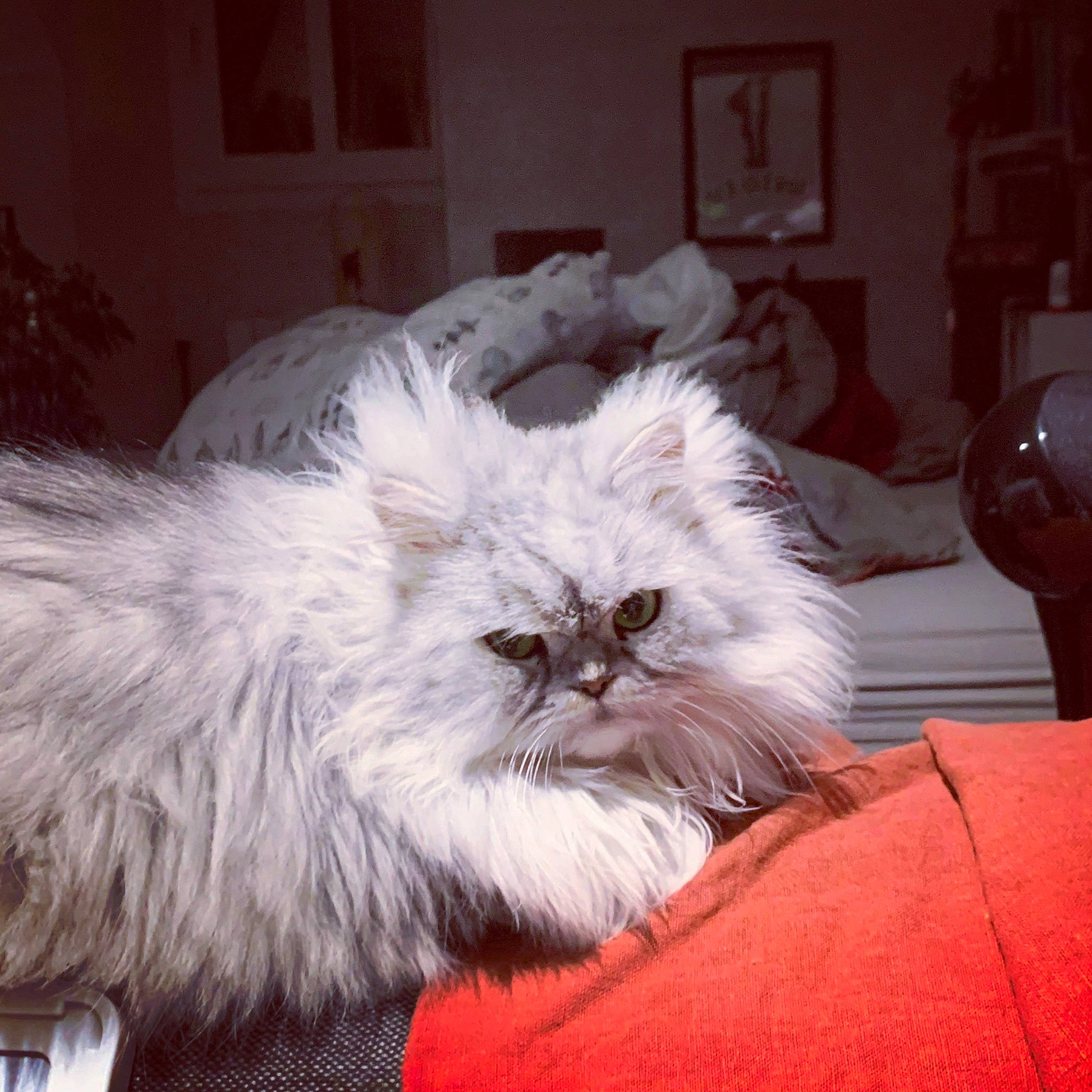 Olly participe au concours pour gagner de l'argent avec cette photo : british_longhair, carnivore, cat, comfort, companion_dog, dog_breed, felidae, fur, persian, picture_frame, small_to_medium_sized_cats, snout, terrestrial_animal, whiskers