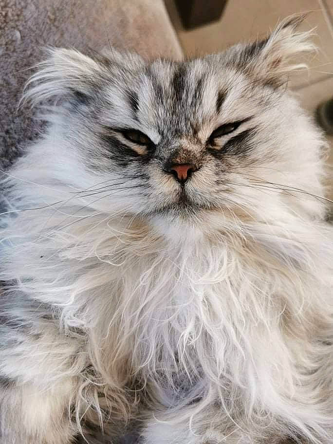 Olly participe au concours pour gagner de l'argent avec cette photo : british_longhair, carnivore, cat, event, eye, felidae, fur, head, iris, persian, small_to_medium_sized_cats, snout, terrestrial_animal, whiskers