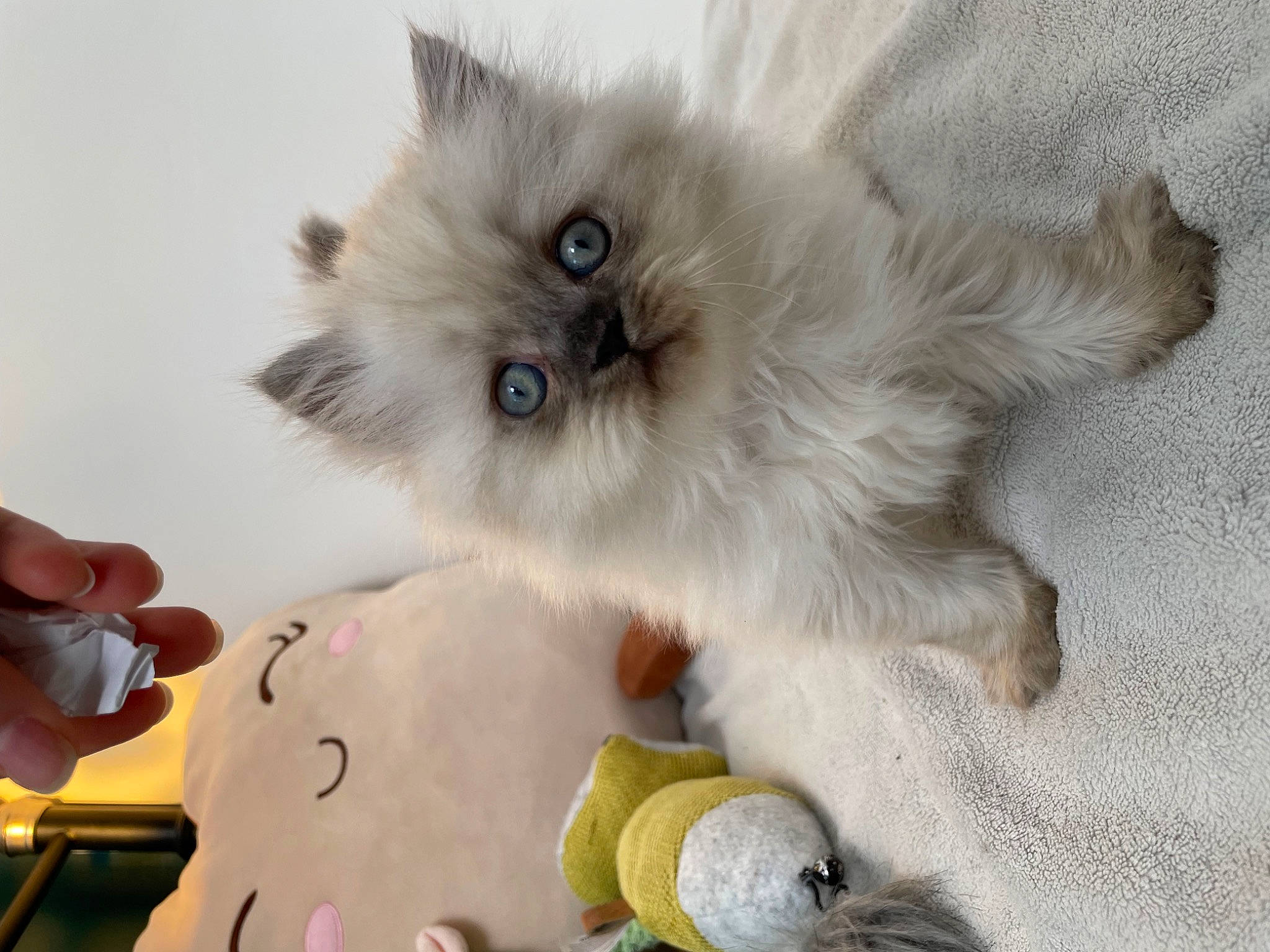 Truffette participe au concours pour gagner de l'argent avec cette photo : balinese, birman, carnivore, cat, companion_dog, dog_breed, fawn, felidae, fur, nail, paw, plush, ragdoll, small_to_medium_sized_cats, snout, stuffed_toy, tail, thai, toy, whiskers