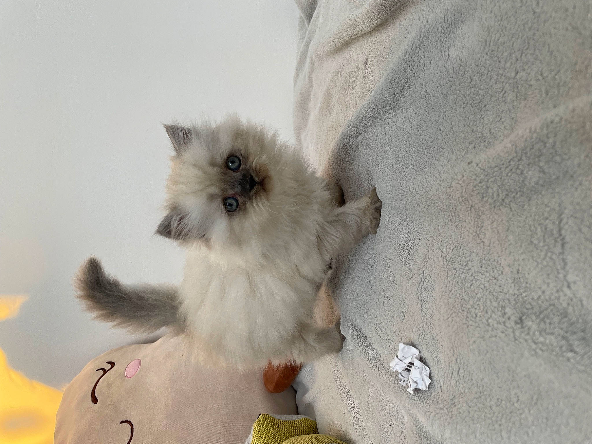 Truffette a rejoint le concours — aidez-le/la à gagner de superbes lots ! balinese, birman, british_longhair, canidae, carnivore, cat, claw, companion_dog, dog_breed, fawn, felidae, fur, paw, ragdoll, small_to_medium_sized_cats, snout, spitz, tail, toy_dog, whiskers