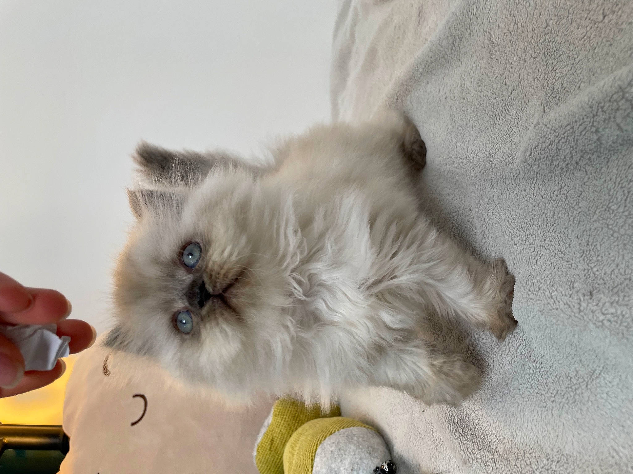 Truffette participe au concours pour gagner de l'argent avec cette photo : ball, birman, carnivore, cat, comfort, companion_dog, dog_breed, fashion_accessory, fawn, felidae, fur, paw, ragdoll, small_to_medium_sized_cats, tail, tennis_ball, toy_dog, whiskers