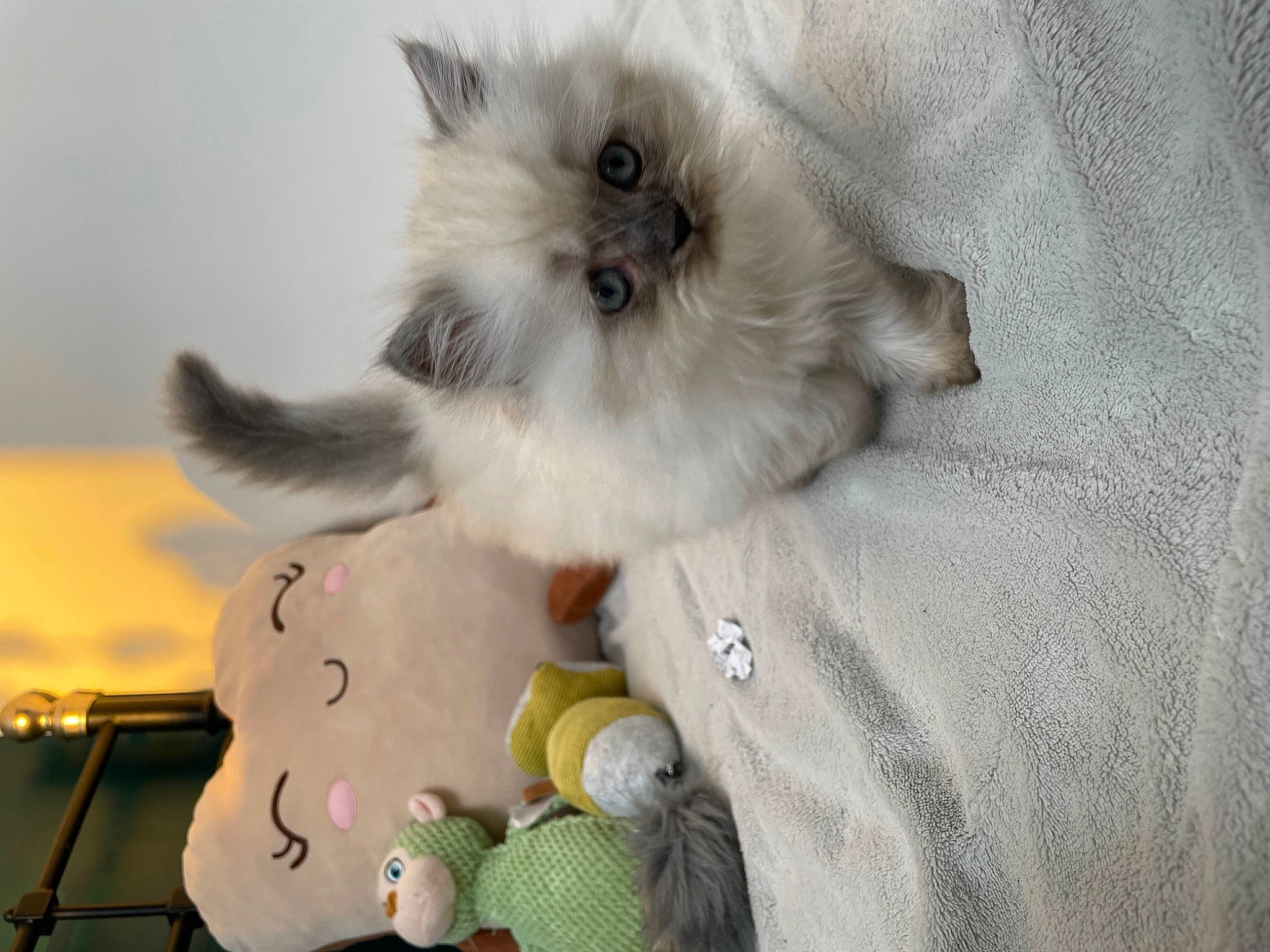 Truffette participe au concours pour gagner de l'argent avec cette photo : balinese, birman, carnivore, cat, comfort, companion_dog, fawn, felidae, fur, paw, plush, ragdoll, siamese, small_to_medium_sized_cats, stuffed_toy, tail, thai, toy, whiskers