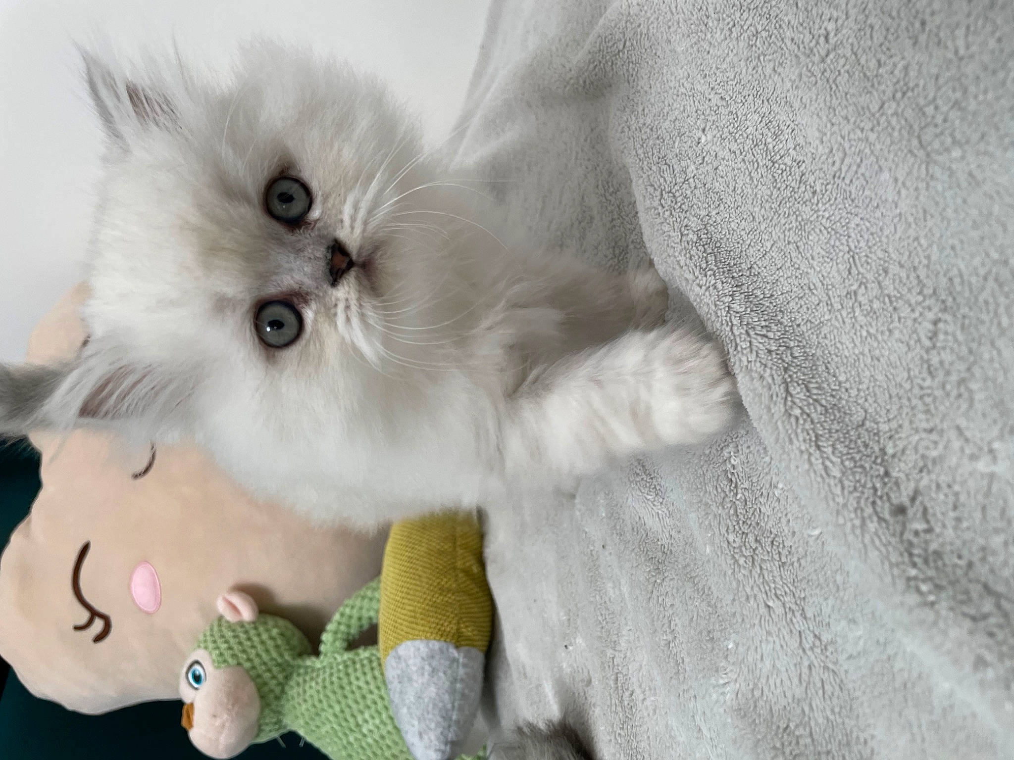 Timinou participe au concours pour gagner de l'argent avec cette photo : british_longhair, carnivore, cat, claw, comfort, companion_dog, doll, fawn, felidae, fur, grey, pattern, paw, plush, ragdoll, small_to_medium_sized_cats, stuffed_toy, tail, toy, whiskers