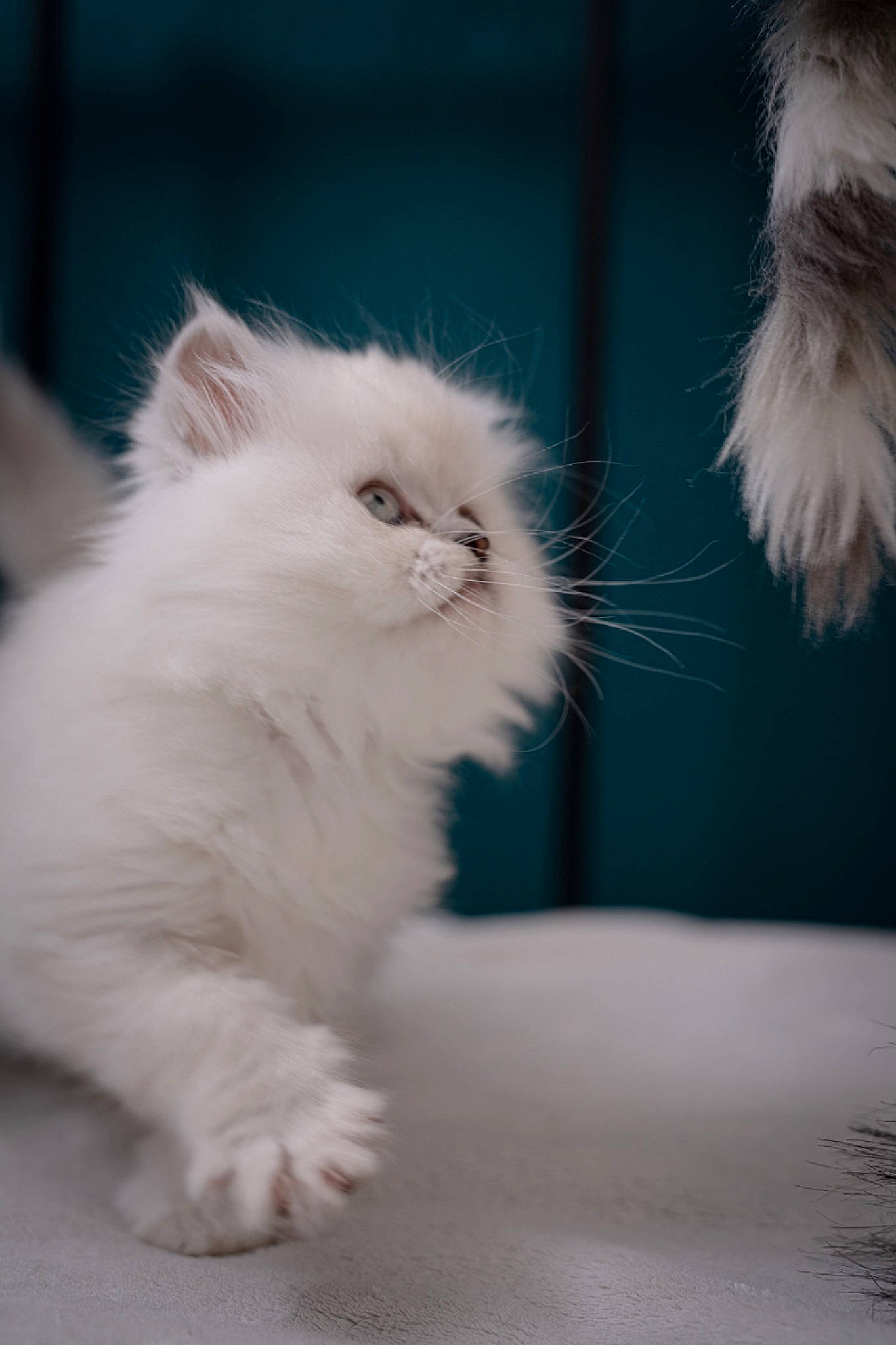 Timinou participe au concours pour gagner de l'argent avec cette photo : british_longhair, carnivore, cat, electric_blue, felidae, fur, paw, persian, ragdoll, small_to_medium_sized_cats, snout, tail, terrestrial_animal, whiskers