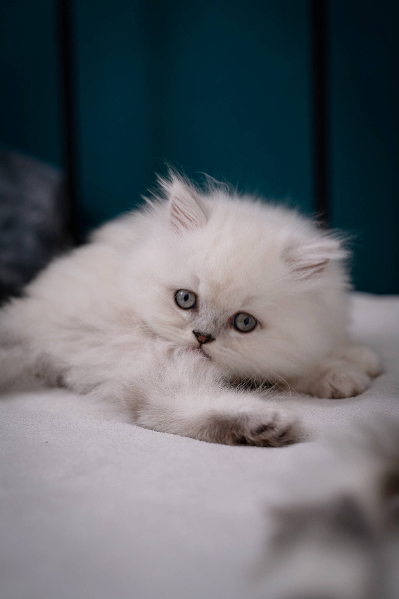 Timinou participe au concours pour gagner de l'argent avec cette photo : british_longhair, carnivore, cat, felidae, fur, paw, persian, ragdoll, small_to_medium_sized_cats, snout, terrestrial_animal, whiskers, window