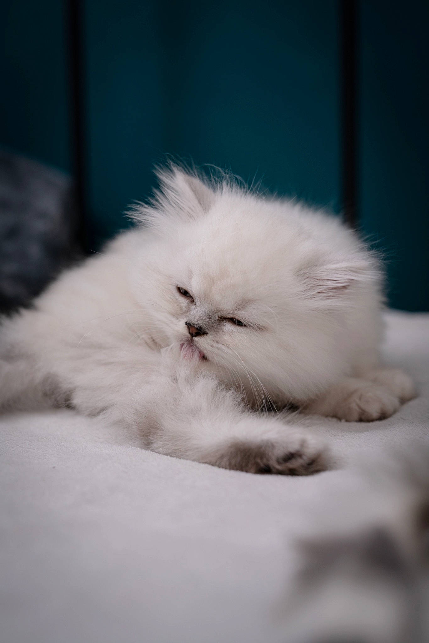 Timinou a rejoint le concours — aidez-le/la à gagner de superbes lots ! beak, british_longhair, carnivore, cat, claw, feather, felidae, fur, natural_material, persian, ragdoll, small_to_medium_sized_cats, tail, whiskers