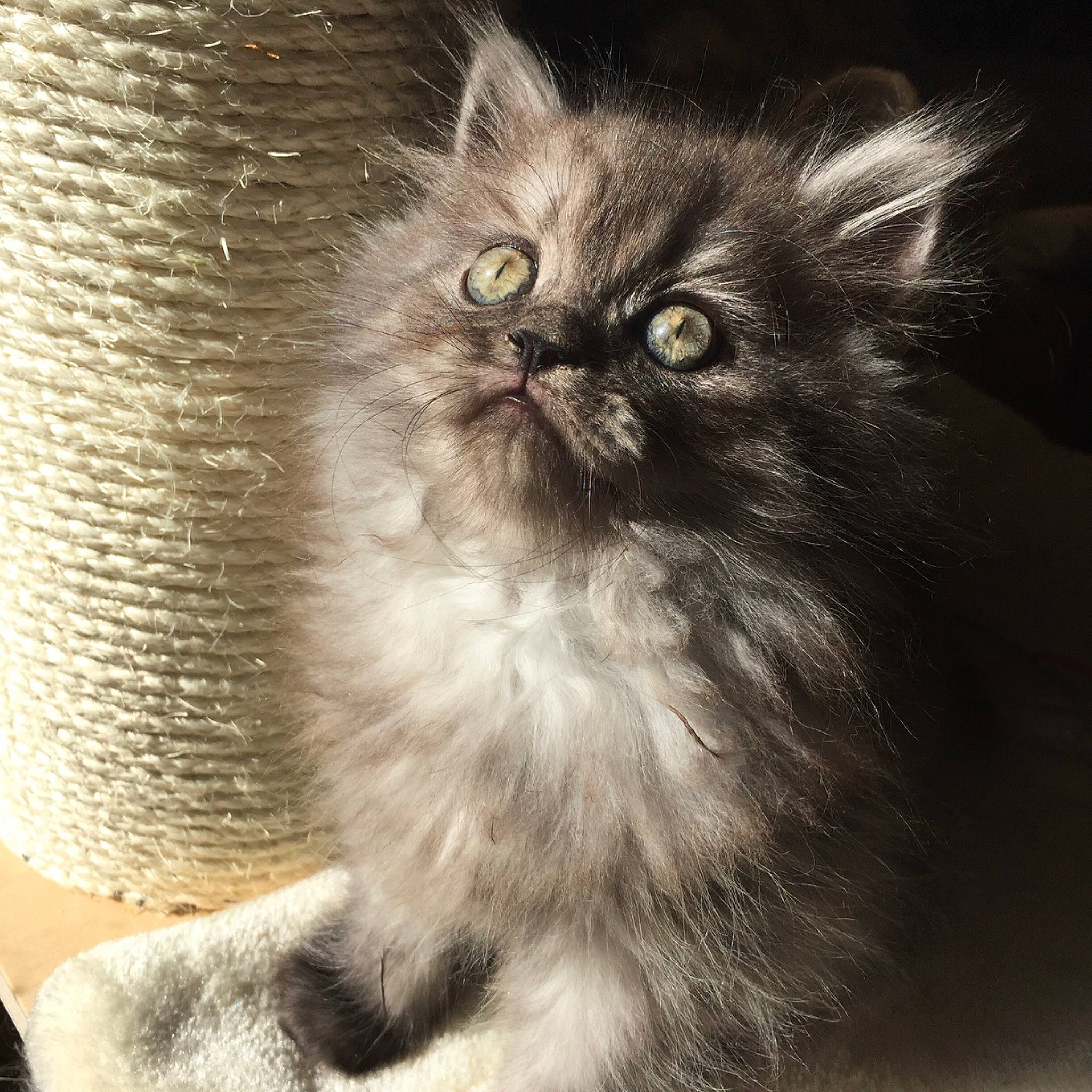 Tattoo participe au concours pour gagner de l'argent avec cette photo : asian, asian_semi_longhair, british_longhair, british_semi_longhair, carnivore, cat, domestic_long_haired_cat, eye, fawn, felidae, fur, himalayan, kitten, mammal, napoleon_cat, norwegian_forest_cat, persian, small_to_medium_sized_cats, whiskers