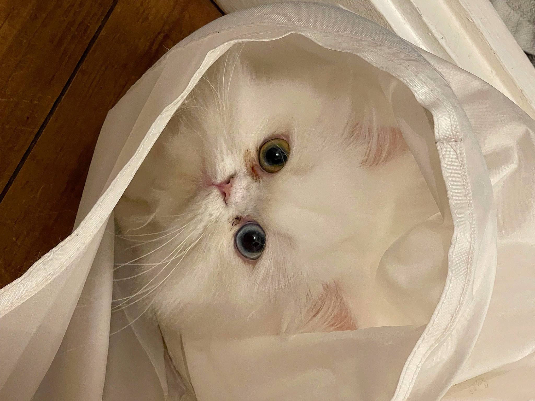 Shanna participe au concours pour gagner de l'argent avec cette photo : carnivore, cat, fawn, felidae, fur, head, natural_material, plant, small_to_medium_sized_cats, snout, terrestrial_animal, whiskers, wood