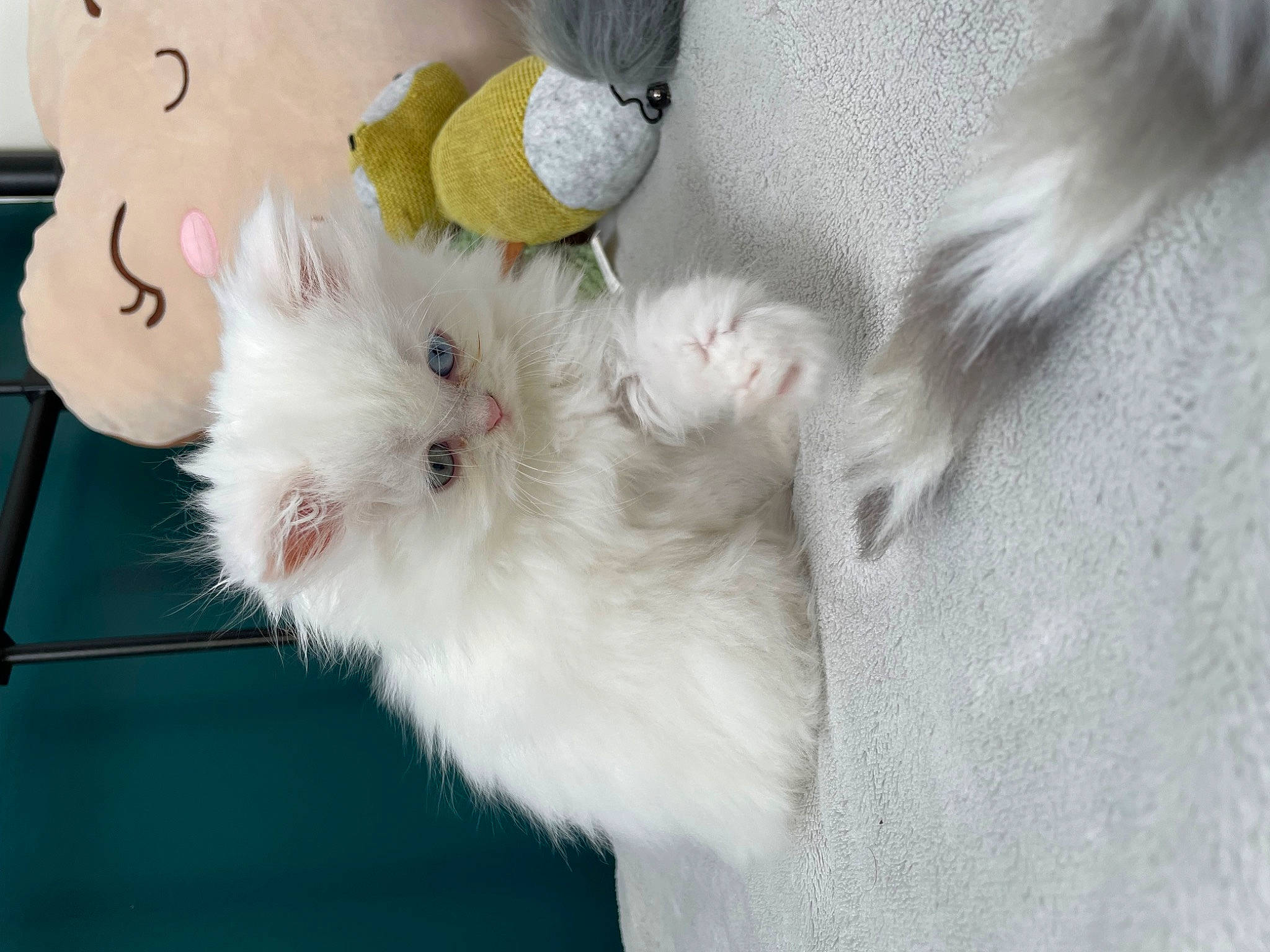 Shanna participe au concours pour gagner de l'argent avec cette photo : british_longhair, canidae, carnivore, cat, claw, comfort, companion_dog, dog_breed, fawn, felidae, fur, paw, samoyed, small_to_medium_sized_cats, snout, sporting_group, stuffed_toy, tail, whiskers