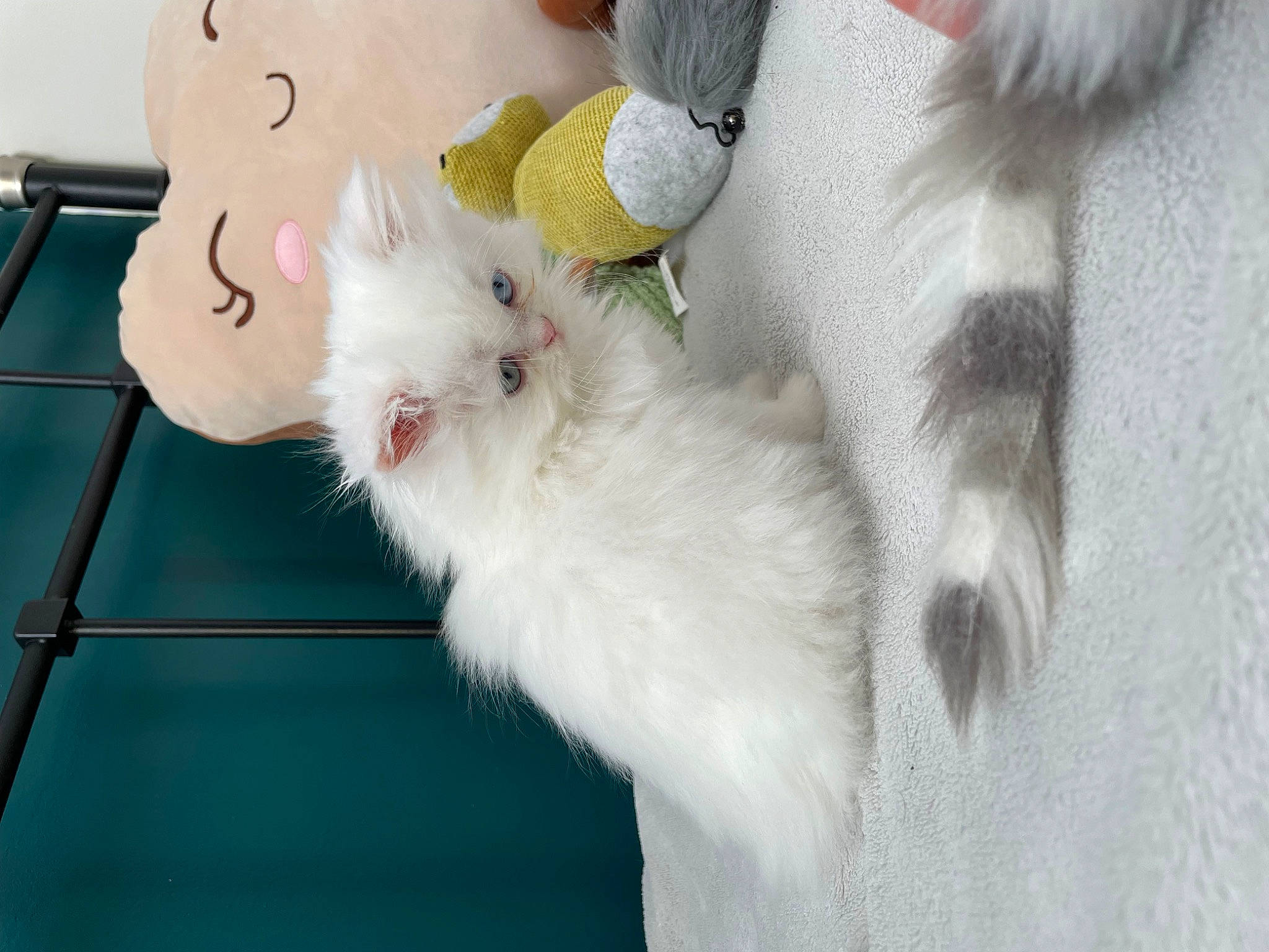 Shanna participe au concours pour gagner de l'argent avec cette photo : british_longhair, canidae, carnivore, cat, claw, comfort, companion_dog, dog_breed, fawn, felidae, fur, paw, ragdoll, samoyed, small_to_medium_sized_cats, tail, whiskers