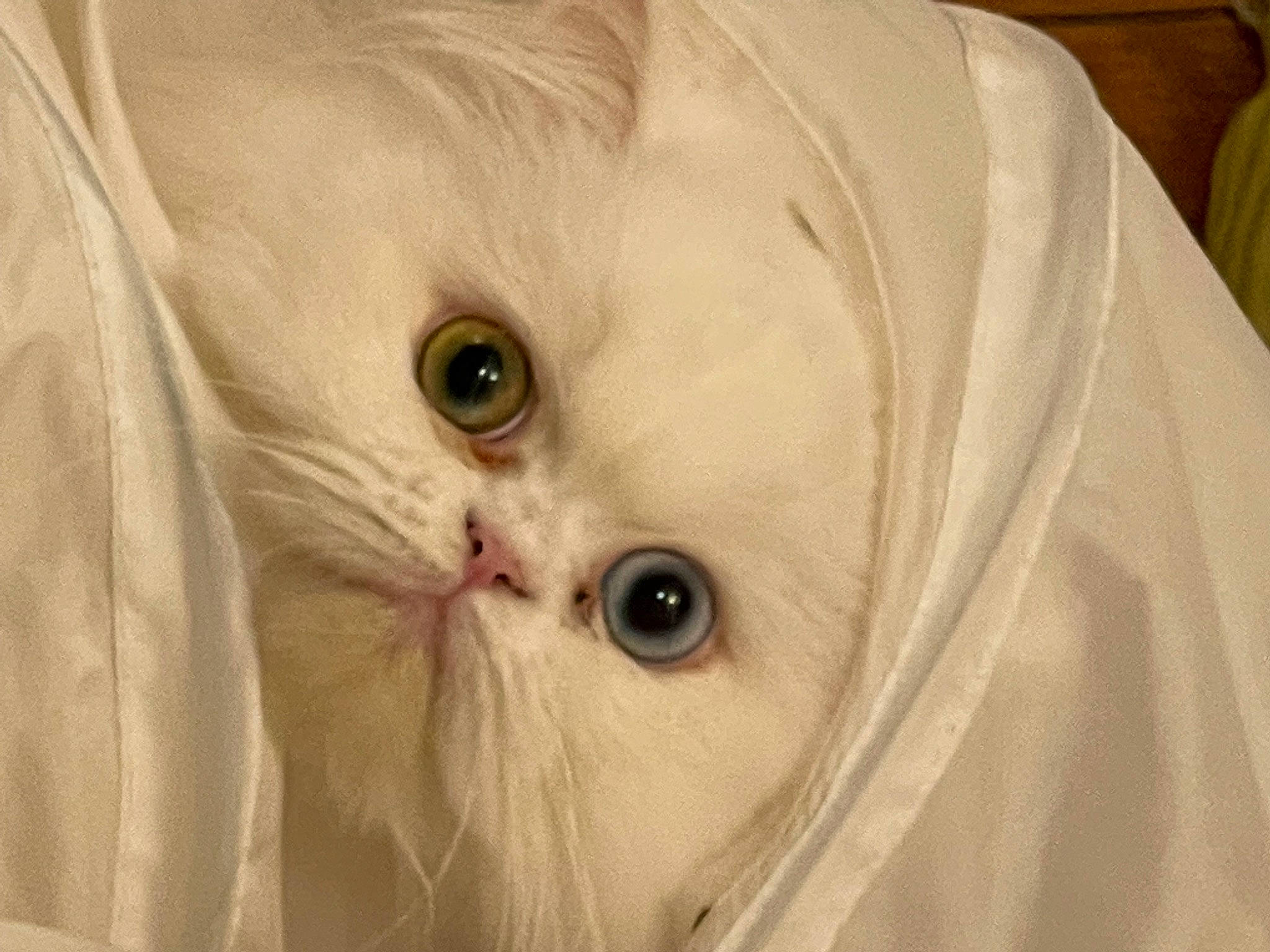 Shanna a rejoint le concours — aidez-le/la à gagner de superbes lots ! carnivore, cat, ear, eye, eyelash, fawn, felidae, fur, human_body, small_to_medium_sized_cats, snout, whiskers