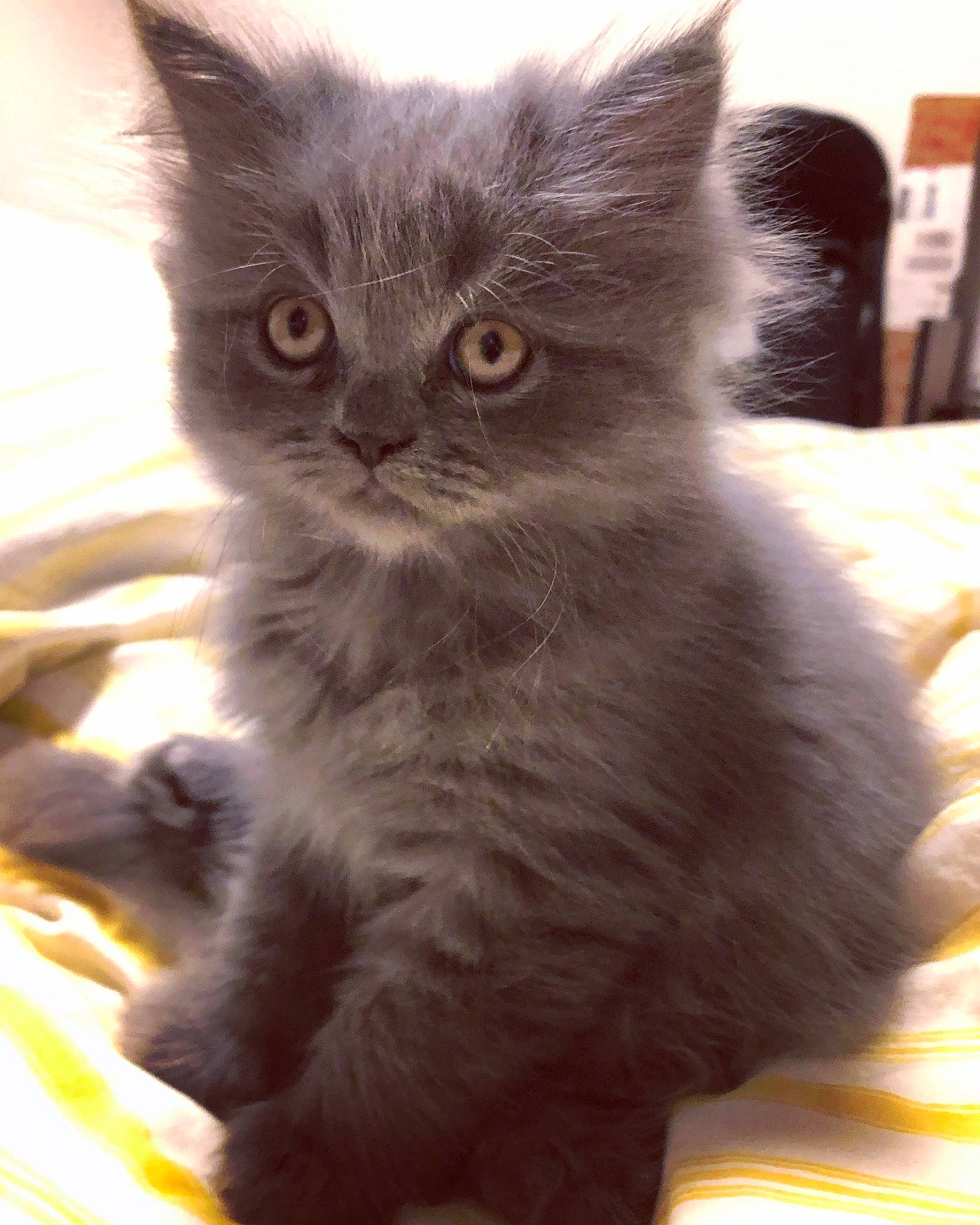 Bb Bleu a rejoint le concours — aidez-le/la à gagner de superbes lots ! carnivore, cat, claw, domestic_short_haired_cat, fawn, felidae, fur, iris, paw, small_to_medium_sized_cats, snout, tail, terrestrial_animal, whiskers