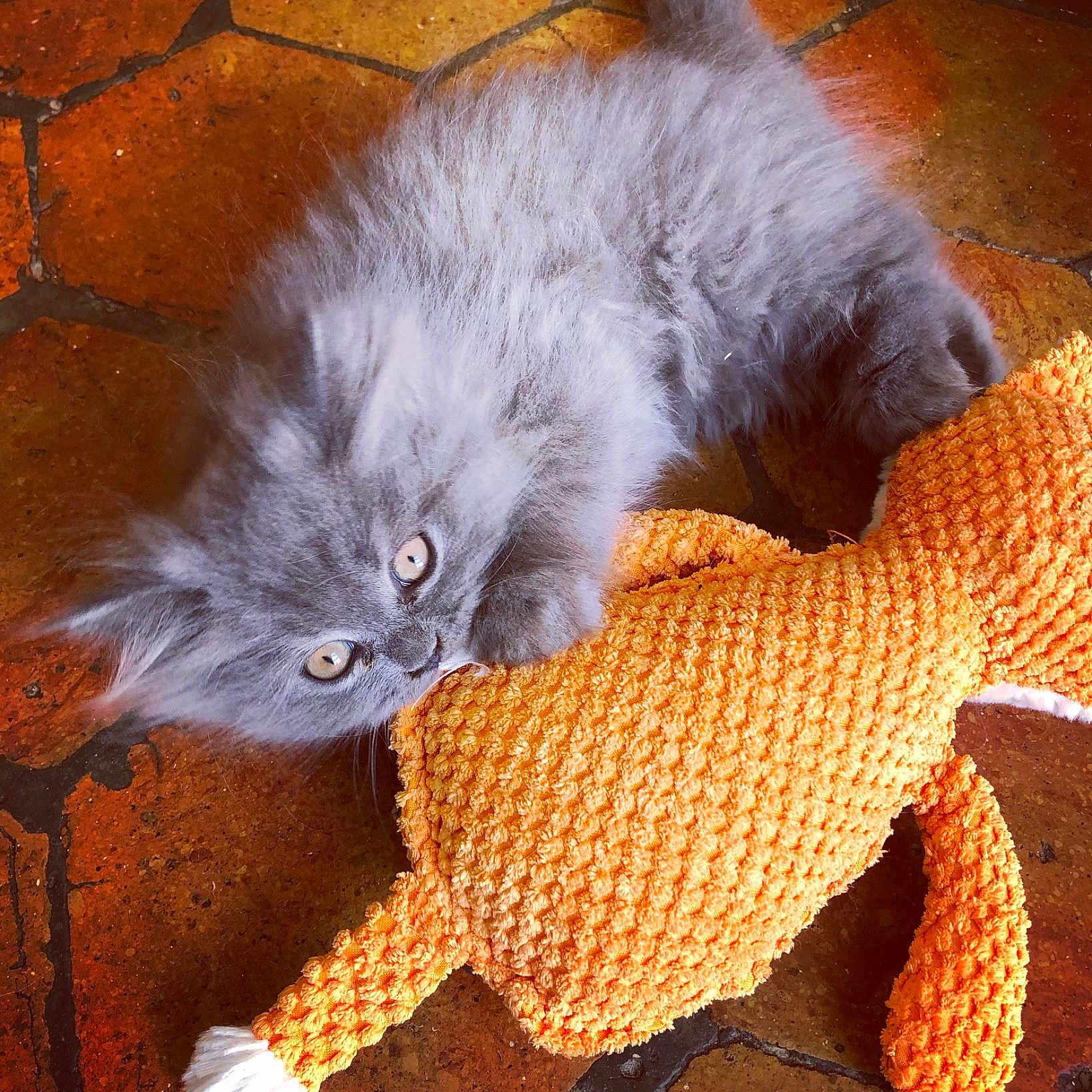 Bb Bleu