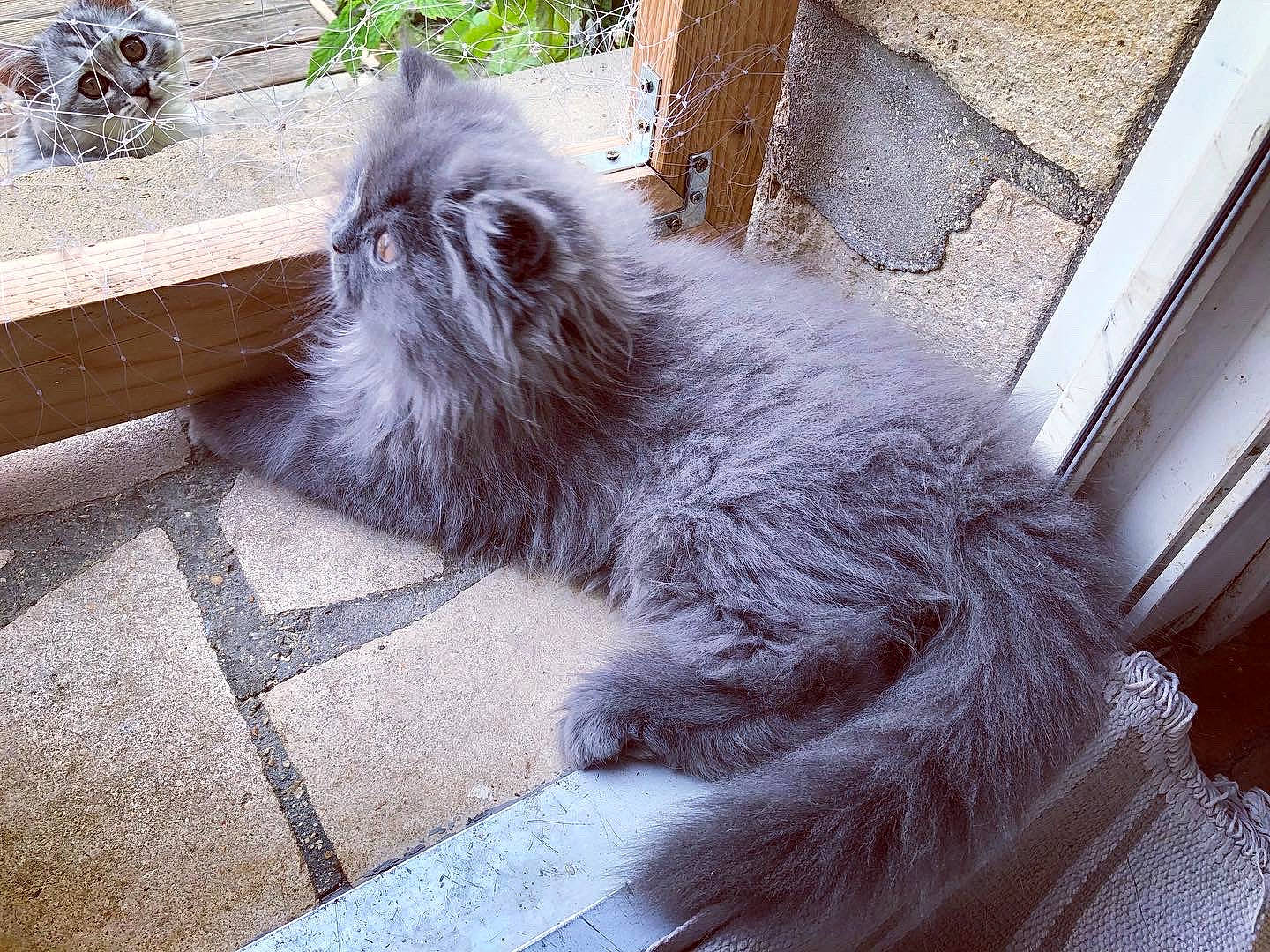 Bb Bleu participe au concours pour gagner de l'argent avec cette photo : british_longhair, carnivore, cat, comfort, companion_dog, dog_breed, fawn, felidae, flowerpot, fur, grey, liver, plant, small_to_medium_sized_cats, snout, sporting_group, tail, terrestrial_animal, whiskers, window