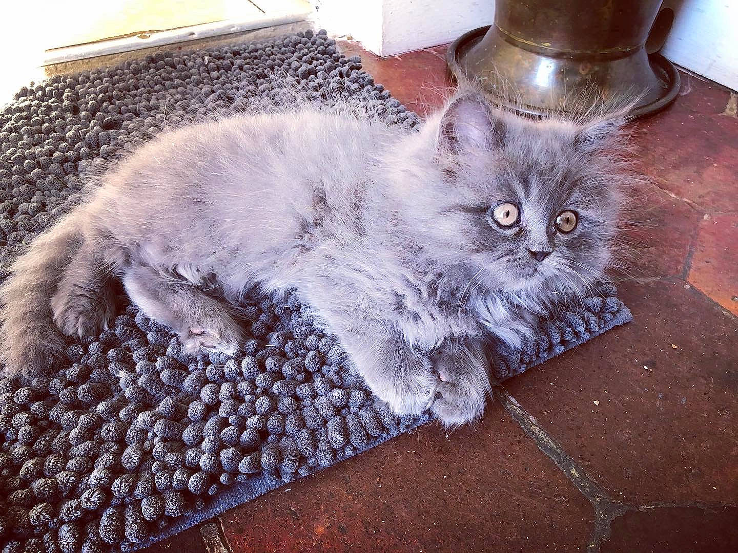 Bb Bleu participe au concours pour gagner de l'argent avec cette photo : carnivore, cat, claw, comfort, domestic_short_haired_cat, door, felidae, flooring, fur, grey, hardwood, pattern, paw, sitting, small_to_medium_sized_cats, snout, tail, whiskers, wood