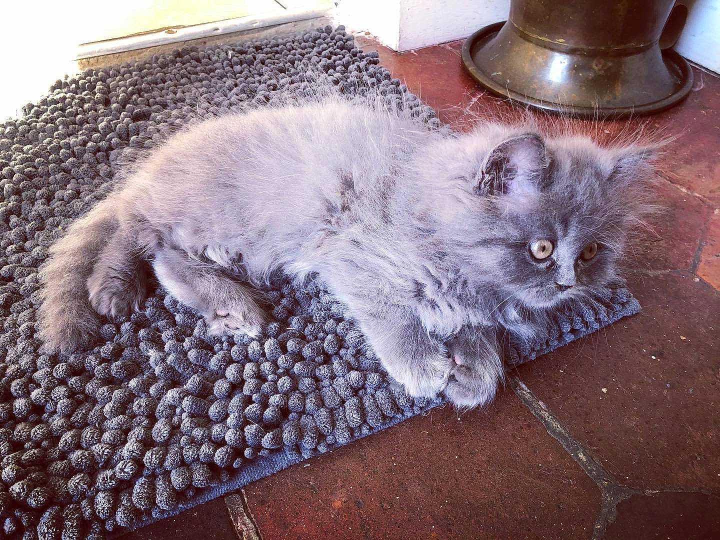 Bb Bleu a rejoint le concours — aidez-le/la à gagner de superbes lots ! automotive_tire, black_cat, british_longhair, carnivore, cat, claw, comfort, domestic_short_haired_cat, fawn, felidae, flooring, fur, grey, paw, road_surface, sitting, small_to_medium_sized_cats, snout, tail, whiskers