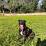 Ina a rejoint le concours — aidez-le/la à gagner de superbes lots ! dog, black_dog, tongue_out, happy, sitting, grass, field, yellow_flowers, sunny, outdoor, nature, pet, canine, smiling, animal, summer, greenery, playful, collar, daylight