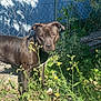 Ina participe au concours pour gagner de l'argent avec cette photo : dog, brown_dog, outdoor, plants, flowers, chain_link_fence, greenery, sunlight, shadow, nature, pet, canine, alert, garden, yard, daylight, animal, grass, leaves, wall