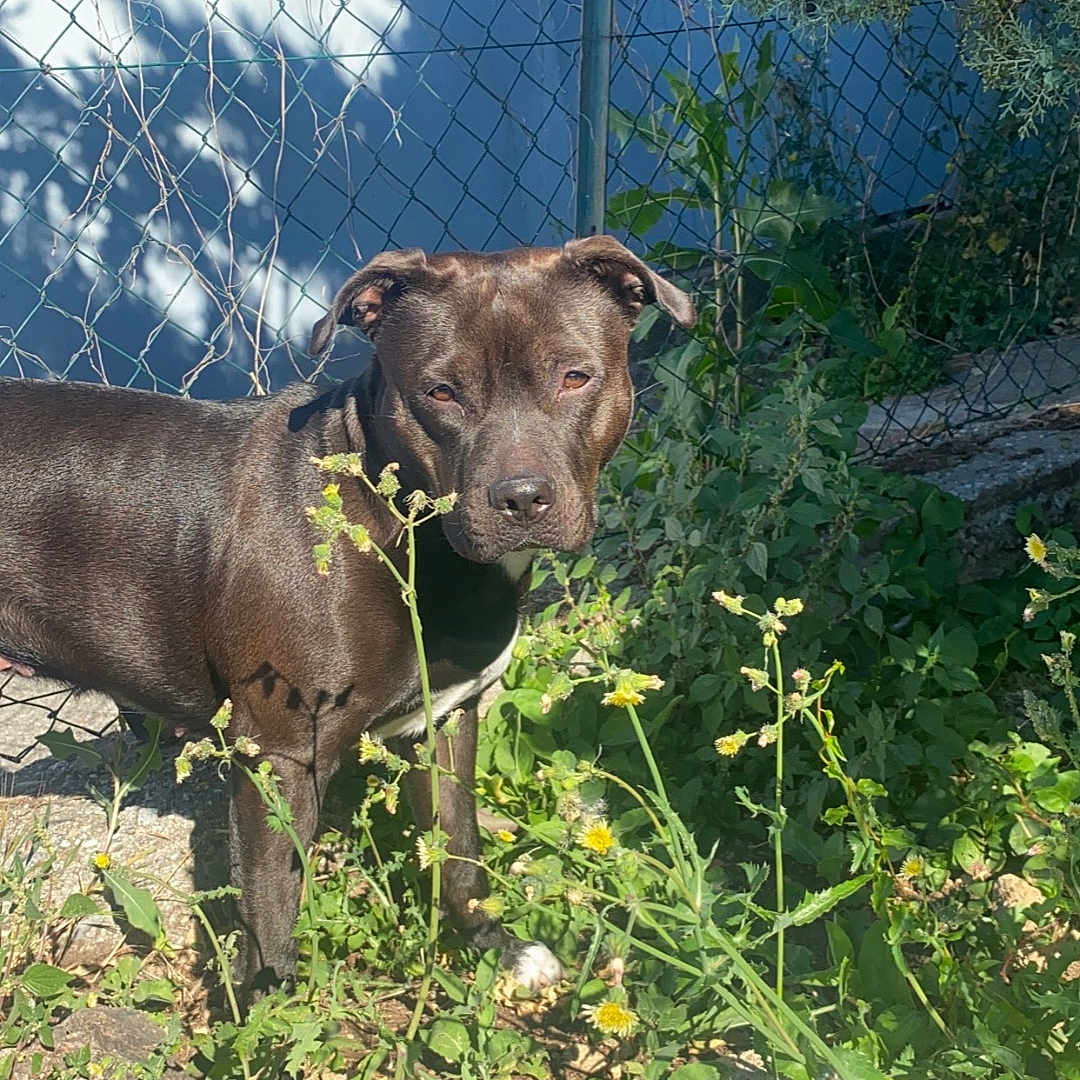Ina participe au concours pour gagner de l'argent avec cette photo : alert, animal, brown_dog, canine, chain_link_fence, daylight, dog, flowers, garden, grass, greenery, leaves, nature, outdoor, pet, plants, shadow, sunlight, wall, yard