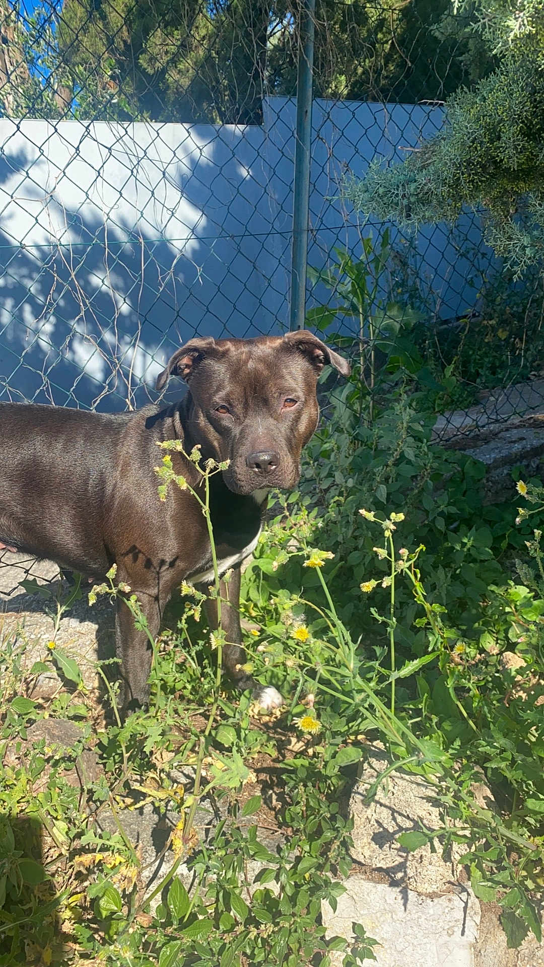 Ina participe au concours pour gagner de l'argent avec cette photo : dog, brown_dog, outdoor, plants, flowers, chain_link_fence, greenery, sunlight, shadow, nature, pet, canine, alert, garden, yard, daylight, animal, grass, leaves, wall