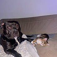 Ina participe au concours pour gagner de l'argent avec cette photo : dog, cat, couch, blanket, indoor, pet, animal, resting, black_dog, tabby_cat, fur, looking, relaxed, companion, cozy, domestic, cute, friendship, living_room, home