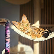 Aïko a rejoint le concours — aidez-le/la à gagner de superbes lots ! cat, feline, spotted_coat, tabby, green_eyes, lying_down, relaxed, hammock, cat_tree, indoor, sunlight, warm_lighting, fur, whiskers, ears, paws, tail, fuzzy_toy, home, portrait