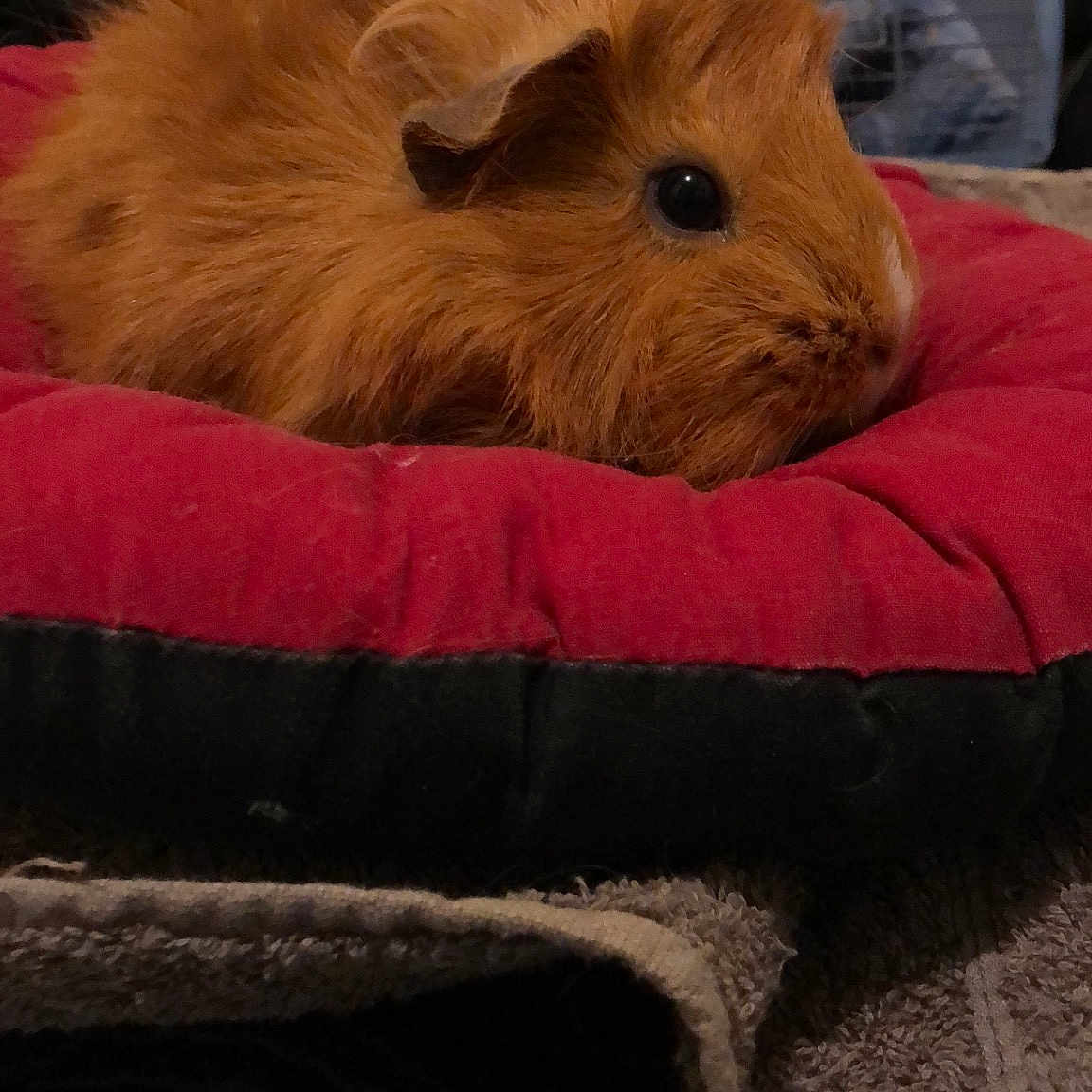 Poupouya