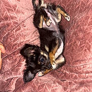 Boo participe au concours pour gagner de l'argent avec cette photo : puppy, dog, black_and_tan, small_dog, lying_down, belly_up, playful, cute, floppy_ears, paws, tail, brown_markings, black_fur, pink_blanket, textured_fabric, indoor, pet, animal, human_hand, closeup